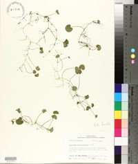 Dichondra carolinensis image