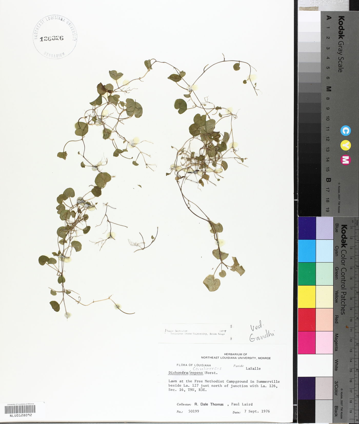 Dichondra carolinensis image