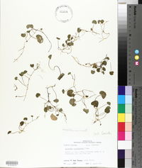 Dichondra carolinensis image