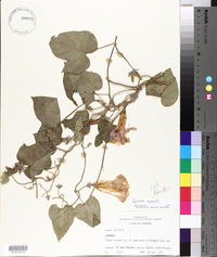 Ipomoea indica image