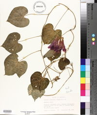 Ipomoea indica image