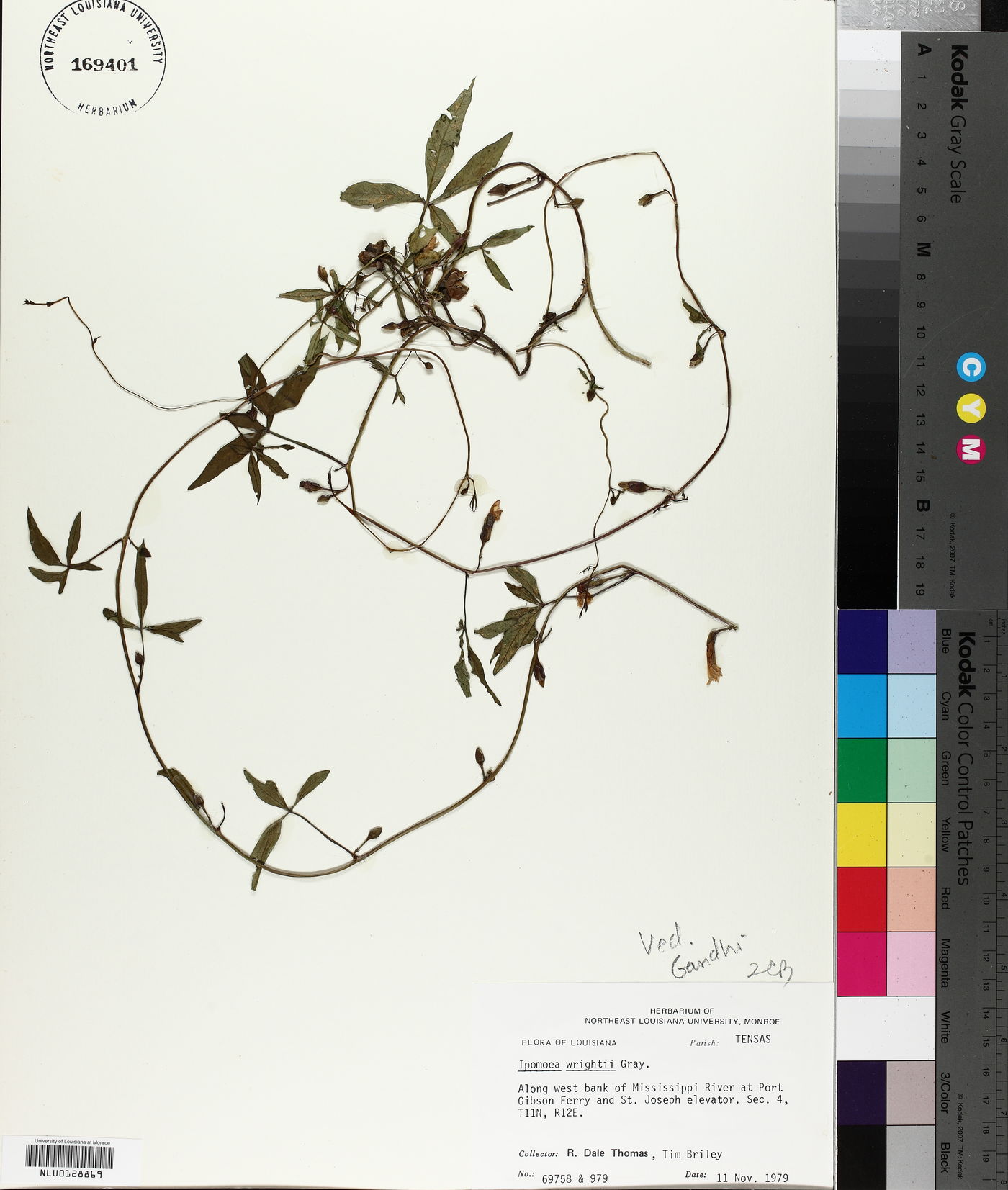 Ipomoea wrightii image