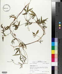 Ipomoea wrightii image