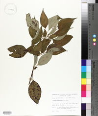 Cornus drummondii image