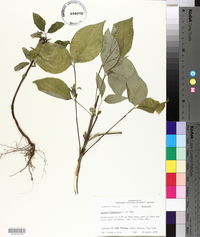 Cornus drummondii image