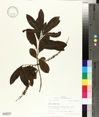 Cyrilla racemiflora image