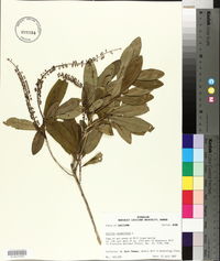 Cyrilla racemiflora image