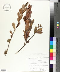 Gaylussacia mosieri image