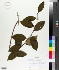 Leucothoe axillaris image