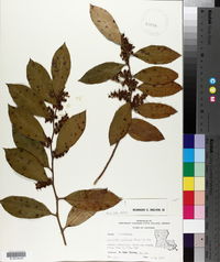 Leucothoe axillaris image