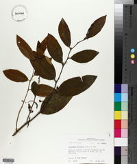 Leucothoe axillaris image