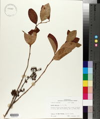 Lyonia mariana image