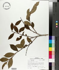 Lyonia lucida image