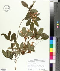 Rhododendron canescens image