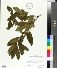 Rhododendron canescens image