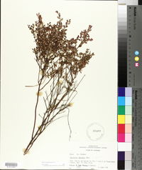 Vaccinium myrsinites image