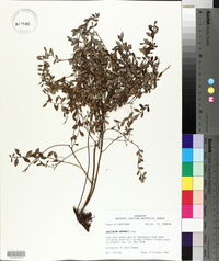 Vaccinium darrowii image