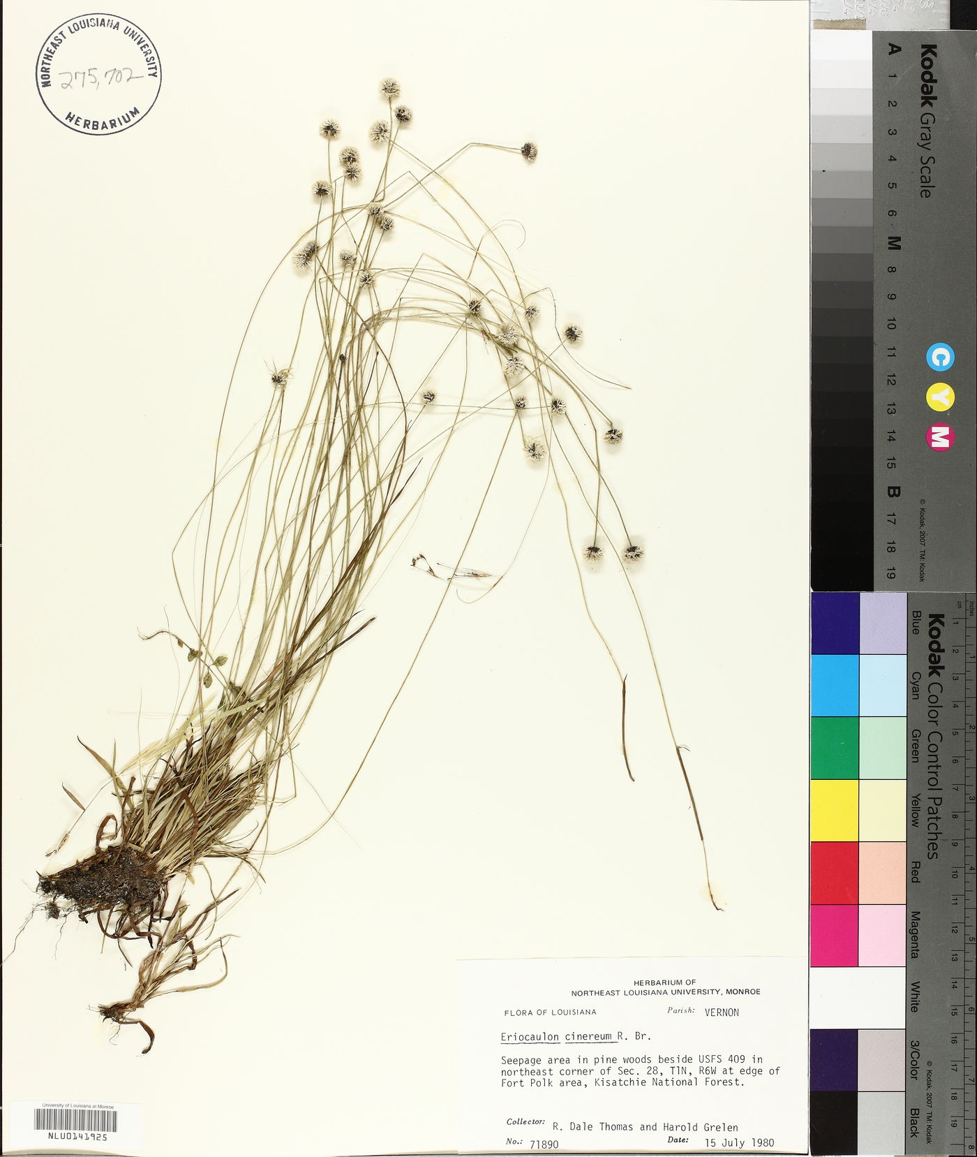 Eriocaulon cinereum image