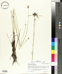 Eriocaulon decangulare image