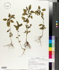 Acalypha ostryifolia image