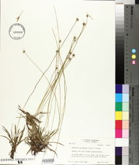 Lachnocaulon anceps image