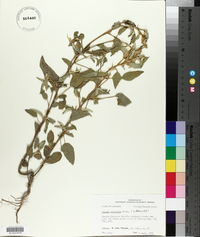 Croton capitatus image