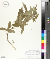 Cnidoscolus urens image