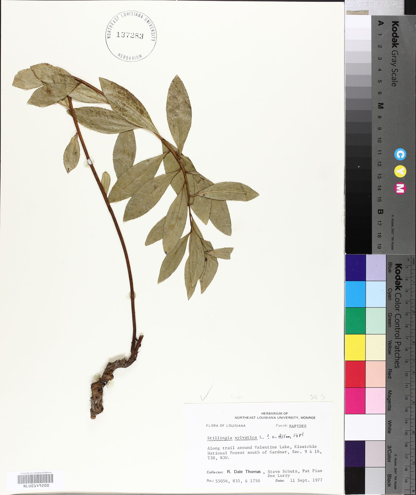 Stillingia sylvatica image