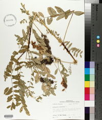 Astragalus canadensis image