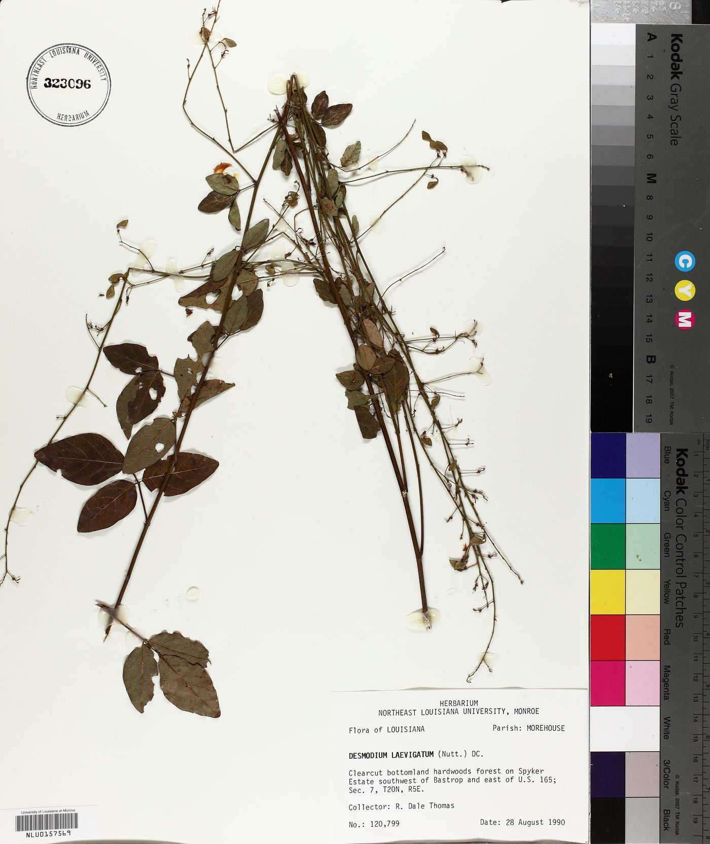 Desmodium laevigatum image