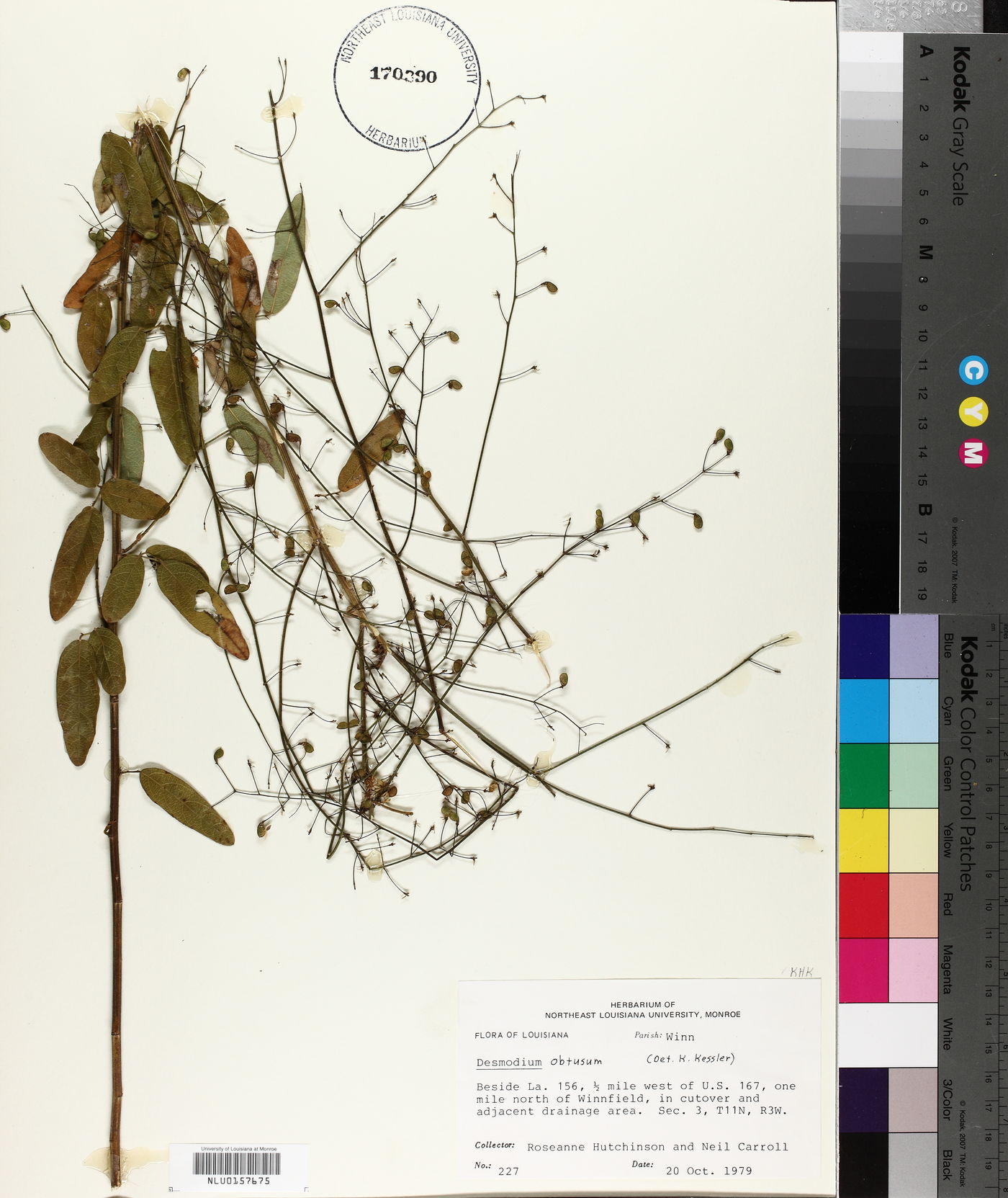 Desmodium obtusum image