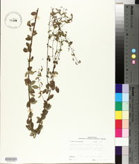 Desmodium ciliare image