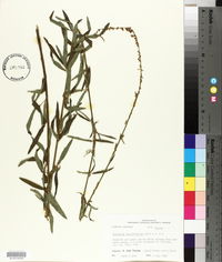 Desmodium sessilifolium image