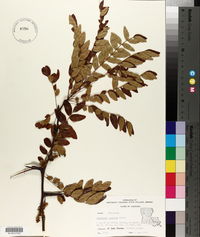 Gleditsia aquatica image