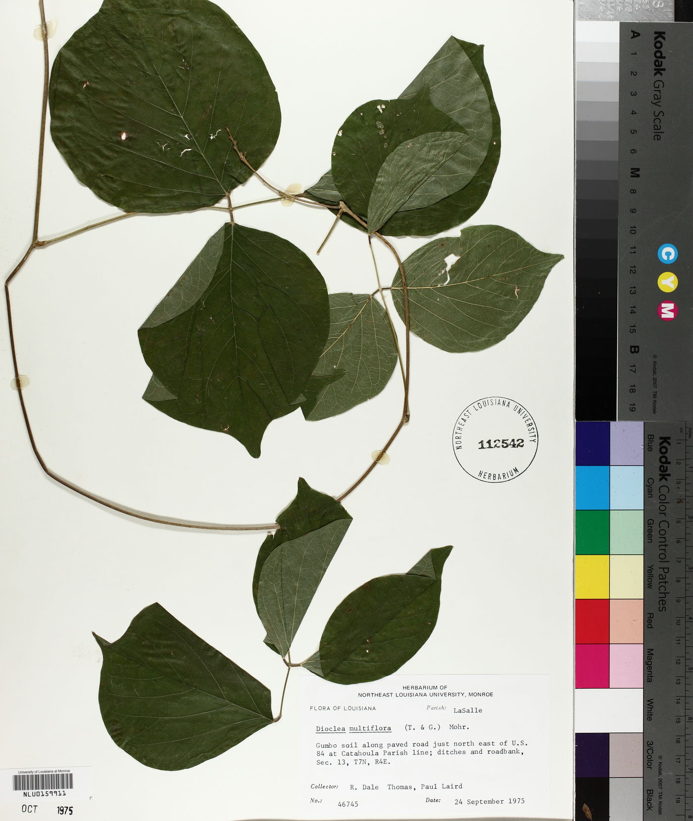 Lackeya multiflora image