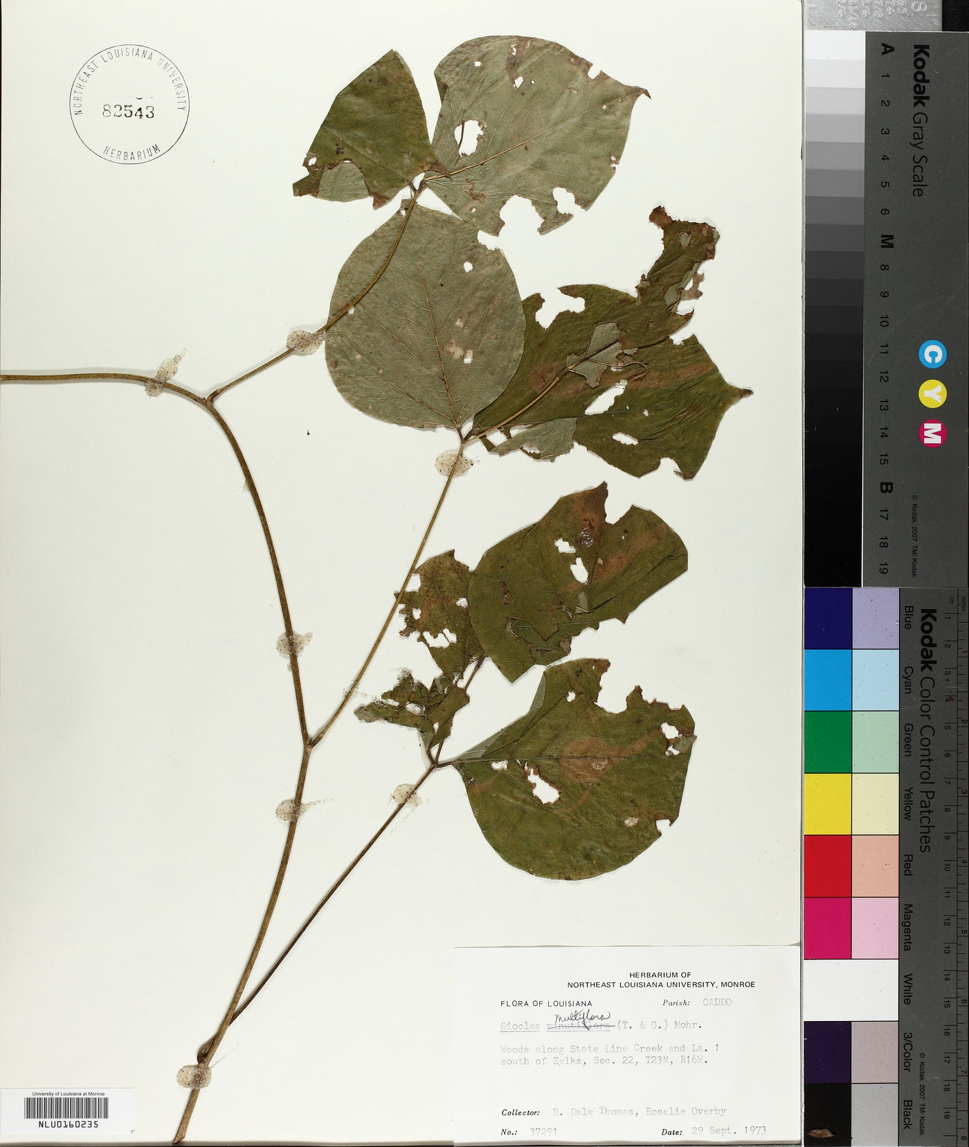 Lackeya multiflora image