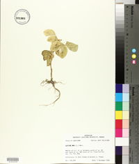 Glycine max image