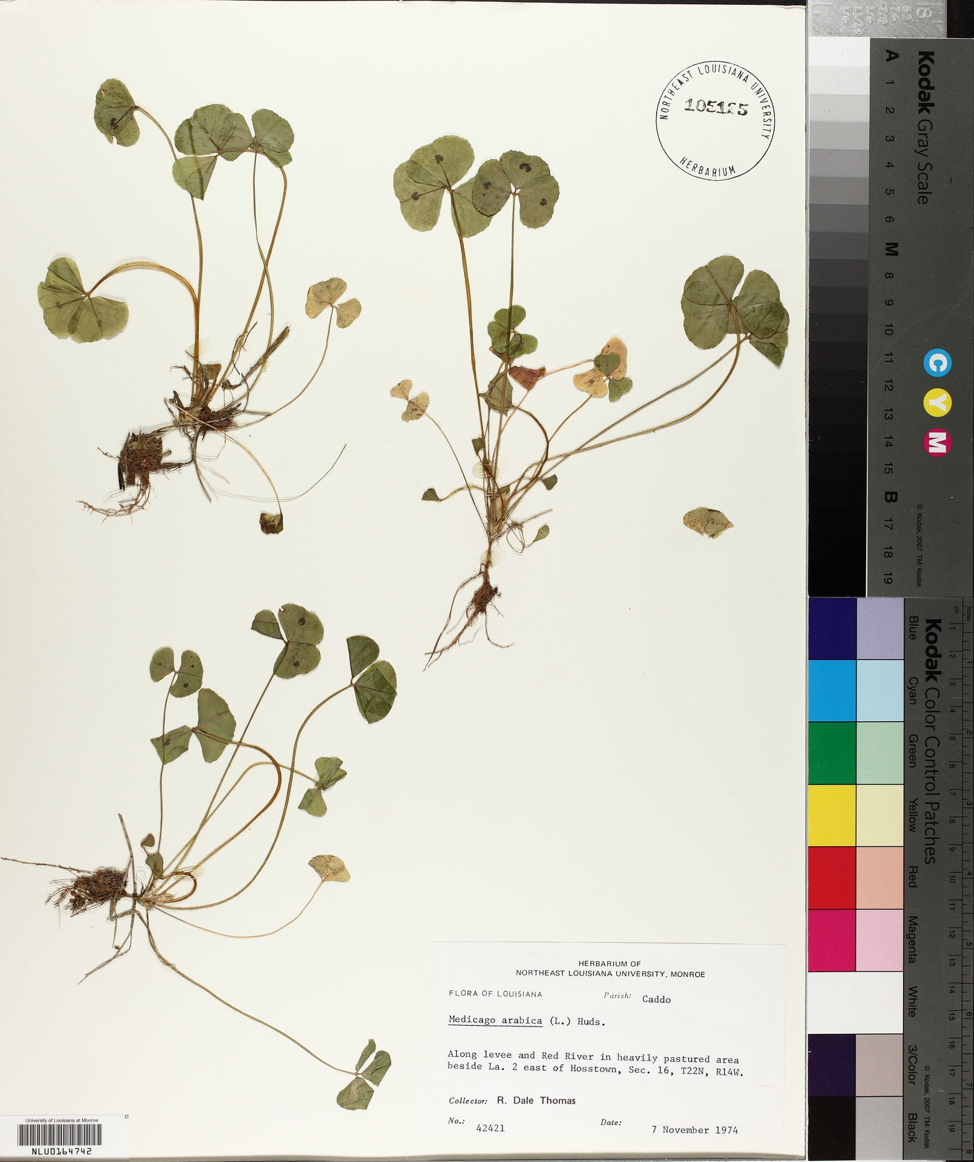 Medicago arabica image