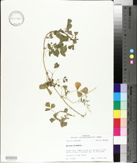 Medicago polymorpha image