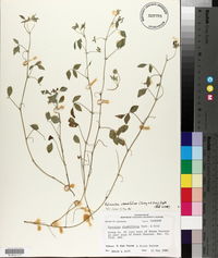 Pediomelum rhombifolium image