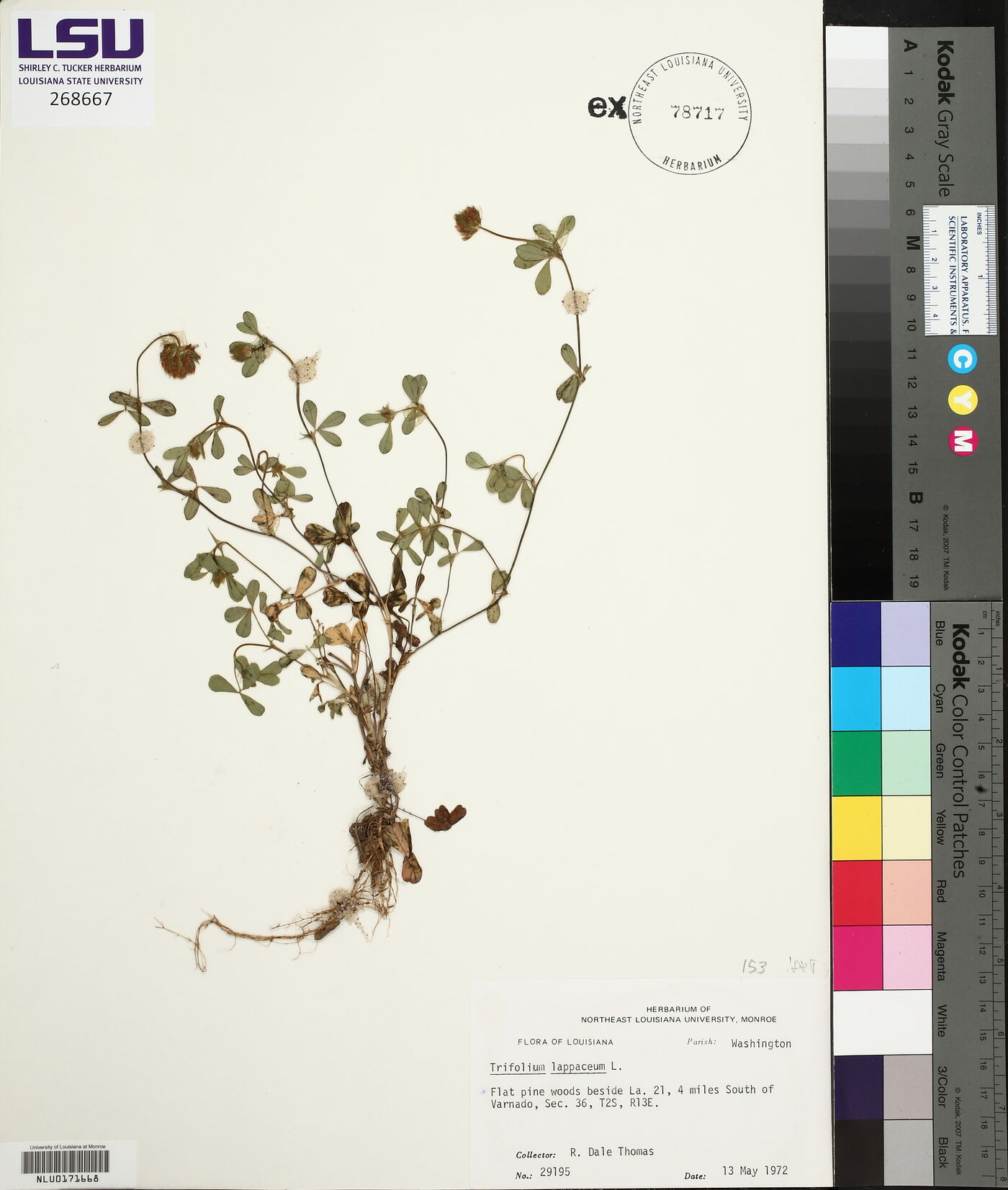 Trifolium lappaceum image