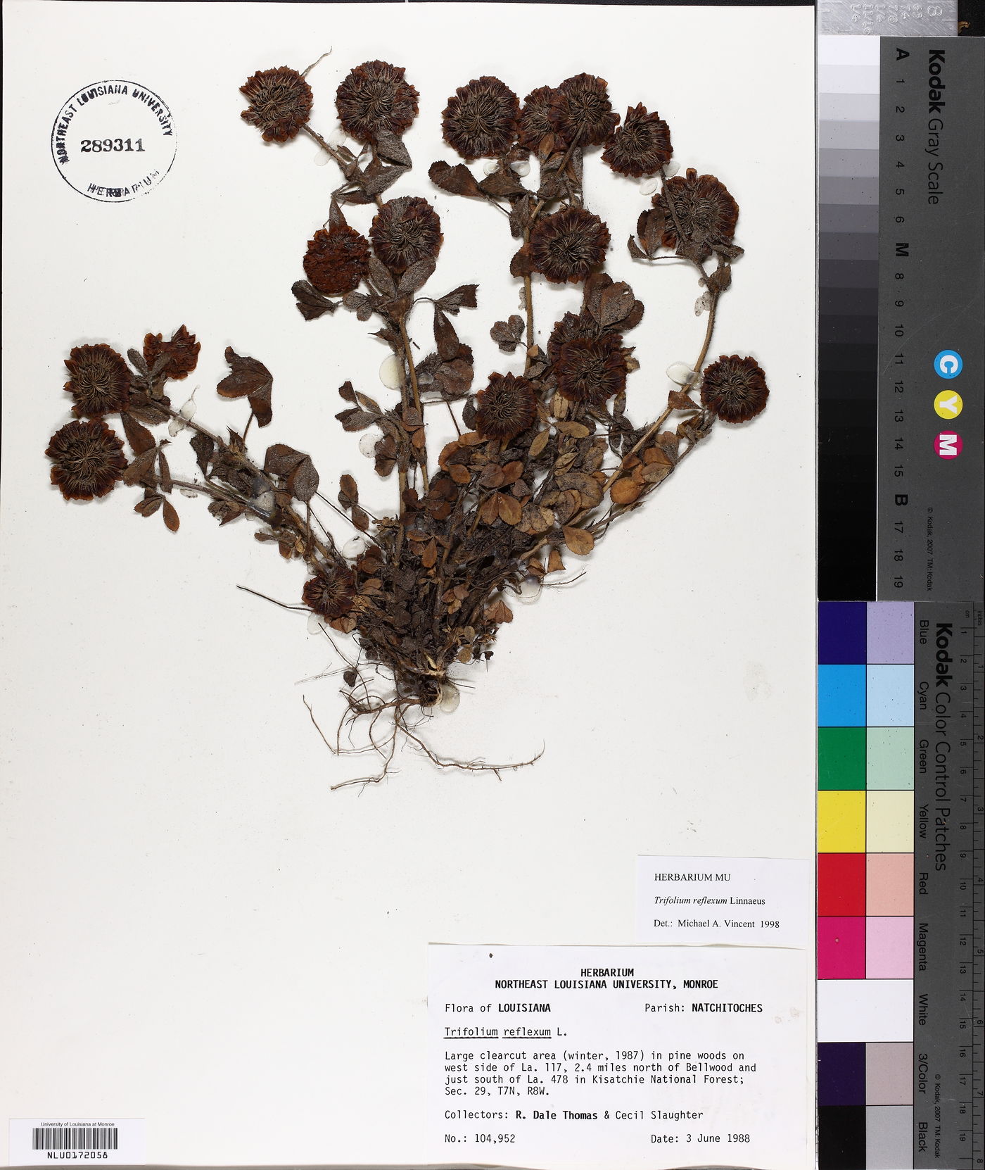 Trifolium reflexum image