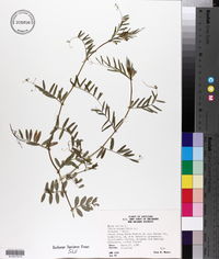 Vicia sativa subsp. sativa image