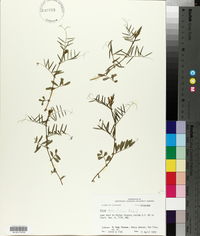 Vicia sativa subsp. nigra image