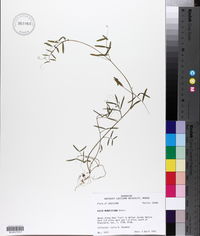 Vicia minutiflora image