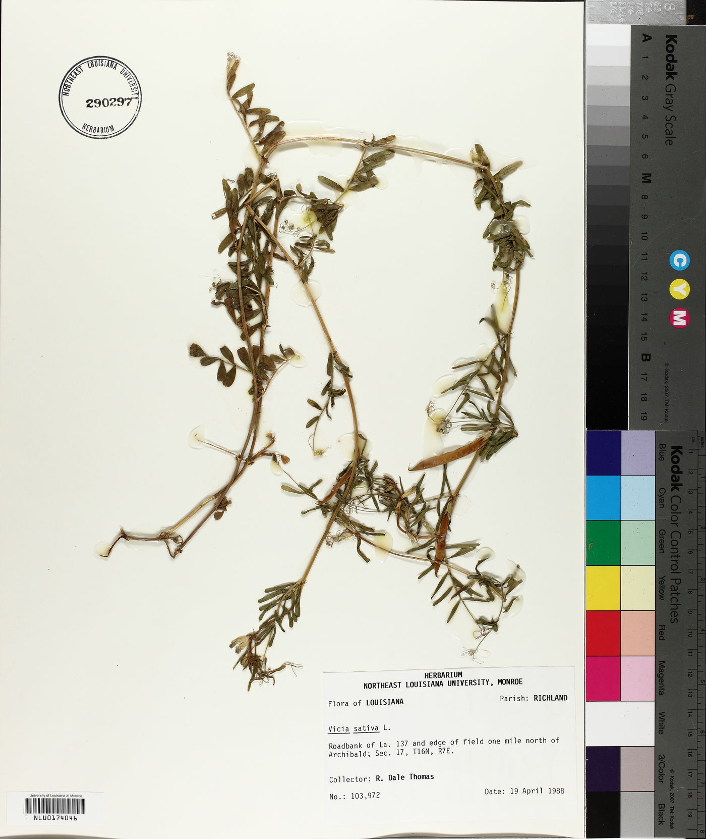 Vicia sativa subsp. sativa image