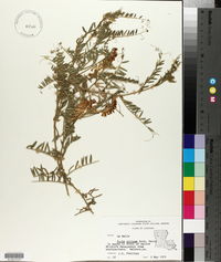 Vicia villosa subsp. villosa image