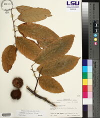 Castanea mollissima image