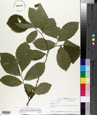 Castanea pumila var. pumila image