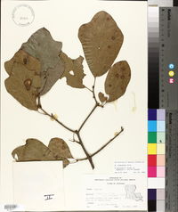 Quercus arkansana image